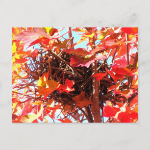 Postal Fotografía de Naturaleza Otoñal Nido de Pájaro de 