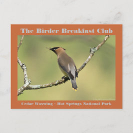 Postal Fotografía de Naturaleza Waxwing de Cedro Observad