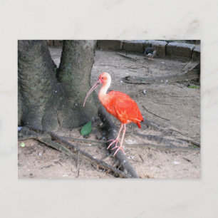 Postal Fotografía de Naturaleza y Aves Silvestres Ibis Es