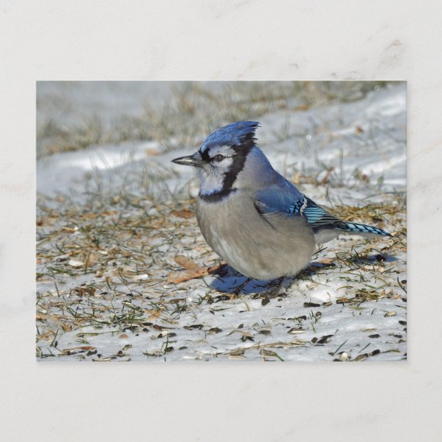 Postal Fotografía de nieve de Jay Azul (Anverso)