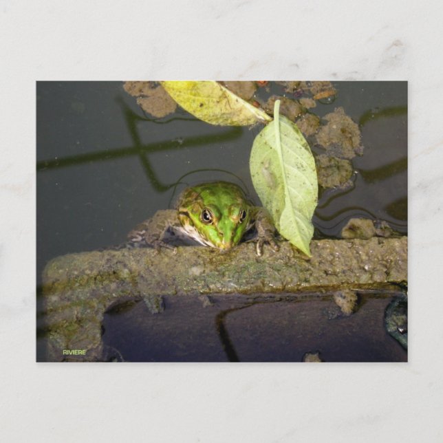 Postal Fotografía de observación de ranas (Anverso)