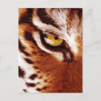 Fotografía de ojo del tigre