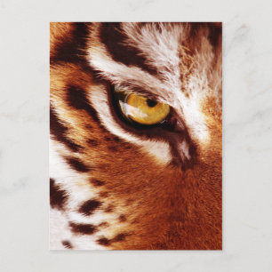 Postal Fotografía de ojo del tigre