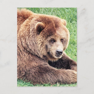 Postal Fotografía de oso marrón adorable