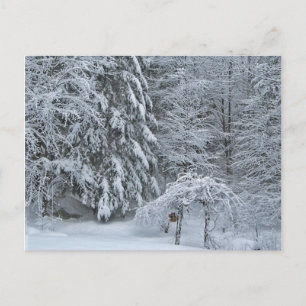 Postal Fotografía de paisaje invernal nevado del bosque
