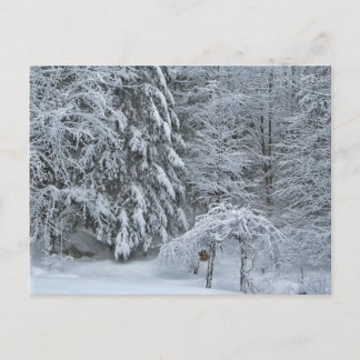 Postal Fotografía de paisaje invernal nevado del bosque