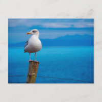 Fotografía de pájaro de gaviota de pie