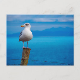 Postal Fotografía de pájaro de gaviota de pie