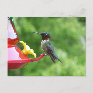 Postal Fotografía de pájaro húmedo con trompetas de rubí