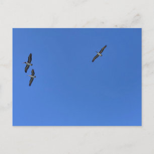 Postal Fotografía de pájaros en vuelo contra cielo azul d