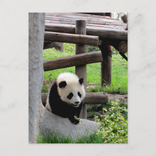Postal Fotografía de Panda