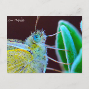 Postal Fotografía de Papillon Gwen