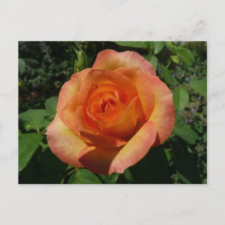 Postal Fotografía de Peach Rosa Naranja Floral