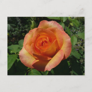 Postal Fotografía de Peach Rosa Naranja Floral