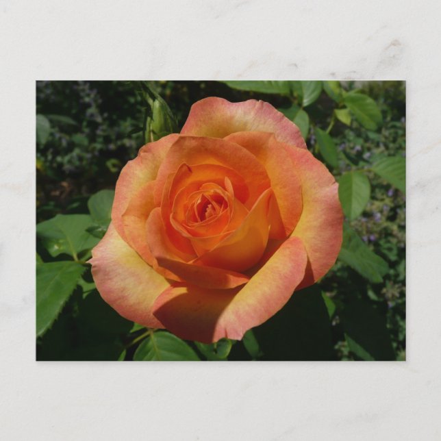 Postal Fotografía de Peach Rosa Naranja Floral (Anverso)
