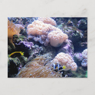 Postal Fotografía de peces en arrecifes de coral submarin