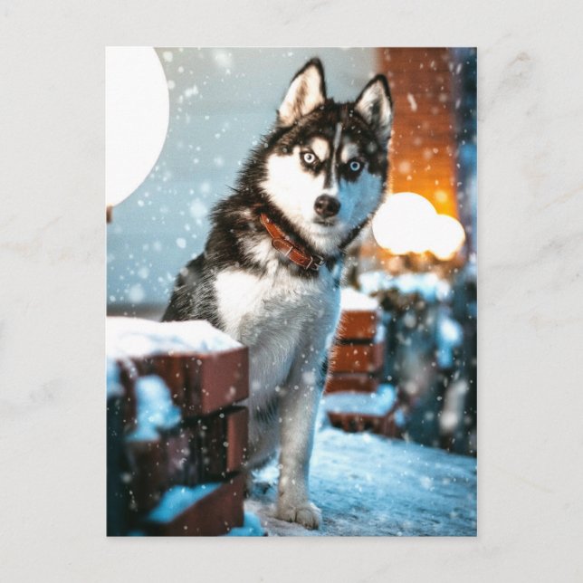 Postal Fotografía de perro de Huskey Mascota (Anverso)