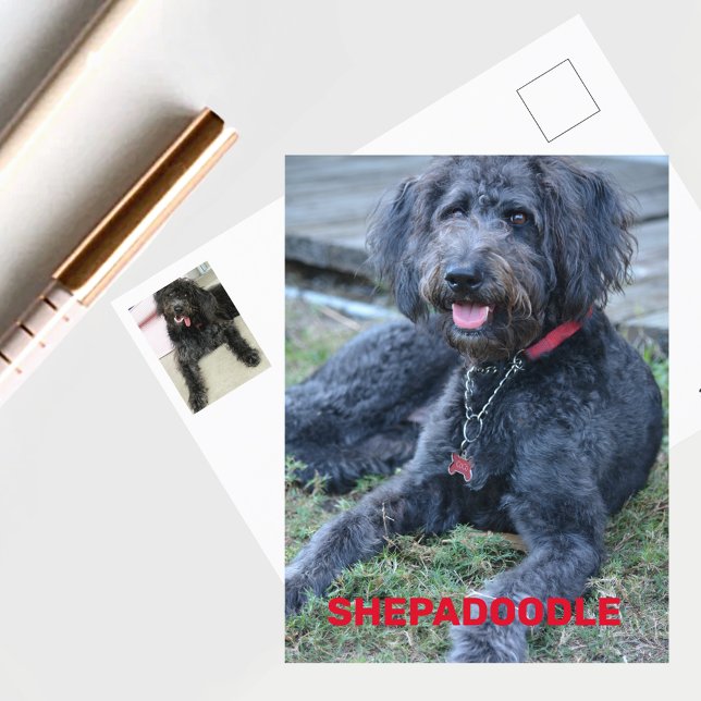 Postal Fotografía de perro de Shepadoodle negro (Subido por el creador)