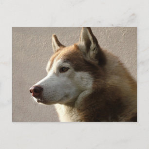 Postal Fotografía de perro malamute de Alaskan
