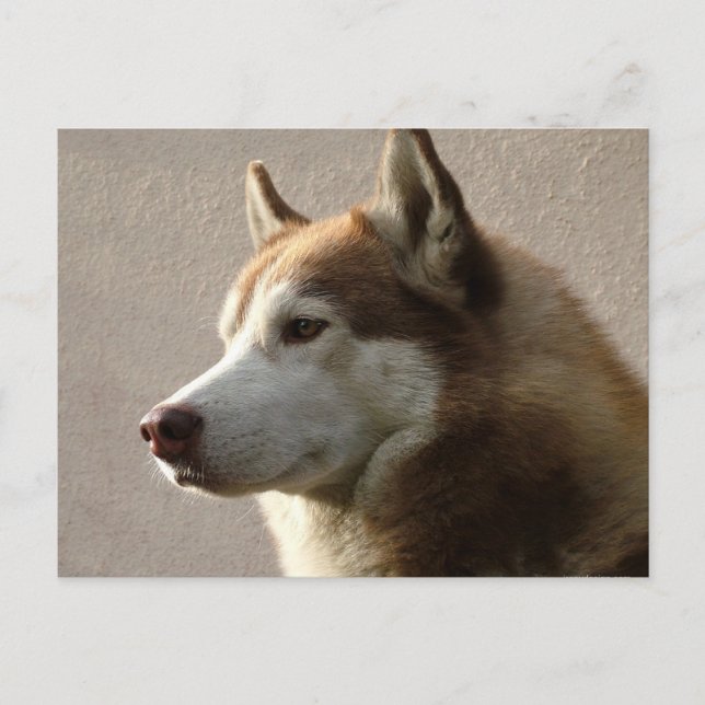 Postal Fotografía de perro malamute de Alaskan (Anverso)