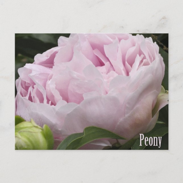 Postal Fotografía de Pink Peony (Anverso)