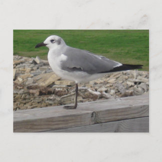 Postal Fotografía de Playa Original de Arte Fino Gaviota