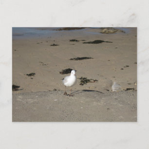 Postal Fotografía de Playa Sydney Seagull