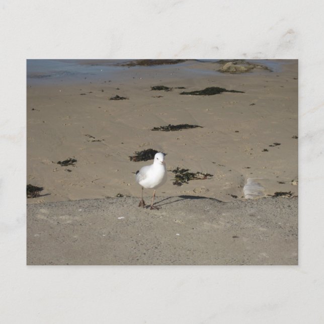 Postal Fotografía de Playa Sydney Seagull (Anverso)
