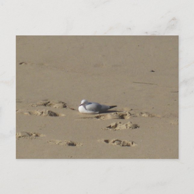 Postal Fotografía de Playa Sydney Seagull (Anverso)
