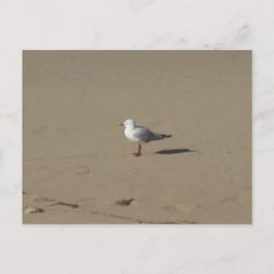 Postal Fotografía de Playa Sydney Seagull