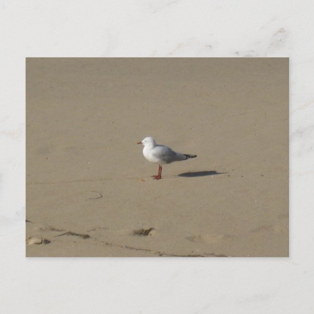 Postal Fotografía de Playa Sydney Seagull (Anverso)
