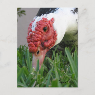 Postal Fotografía de primer plano del ojo del pato