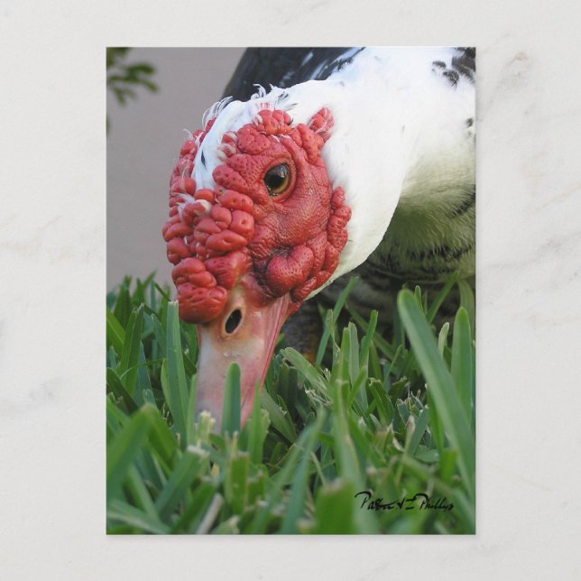 Postal Fotografía de primer plano del ojo del pato (Anverso)