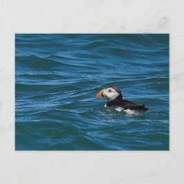 Postal Fotografía de Puffin en el mar