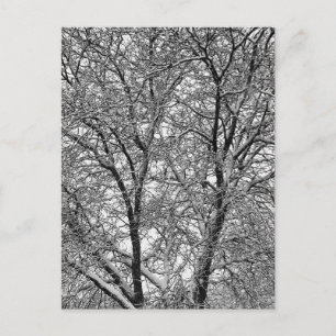Postal Fotografía de ramas de árbol con nieve de invierno