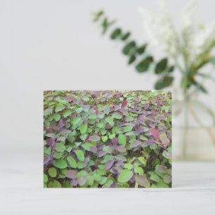 Postal Fotografía de ramas de hojas rojas y verdes