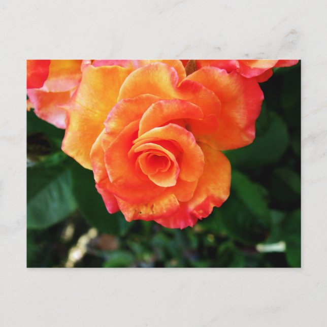 Postal Fotografía de rosa naranja vibrante (Anverso)