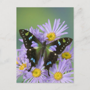 Postal Fotografía de Sammamish Washington de la mariposa