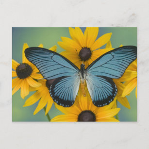 Postal Fotografía de Sammamish Washington de la mariposa