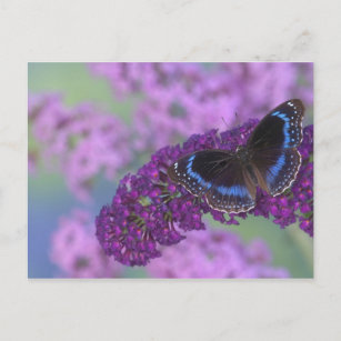 Postal Fotografía de Sammamish Washington de la mariposa