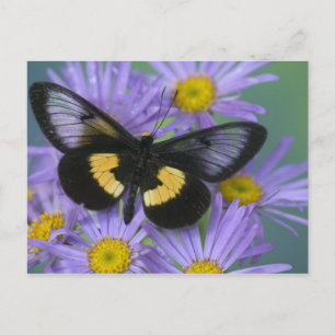 Postal Fotografía de Sammamish Washington de Mariposa