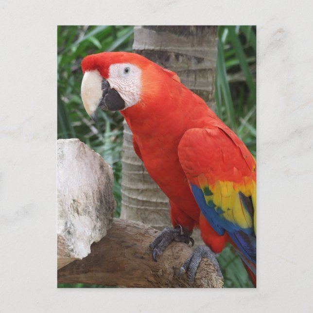 Postal Fotografía de Scarlet Macaw (Anverso)