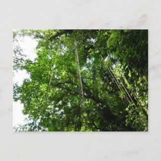 Postal Fotografía de selva tropical de jungle Ropes