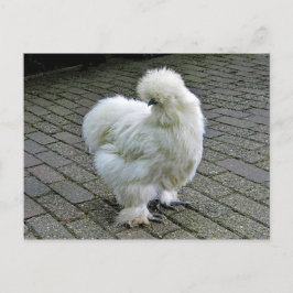 Postal Fotografía de Silkie Blanco Pollo
