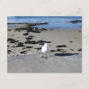 Postal Fotografía de Sydney Seagull con agua iluminada po