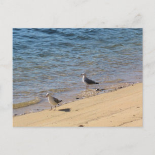 Postal Fotografía de Sydney Seagull con agua soleada en l