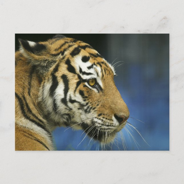 Postal Fotografía de Tiger CloseUp en las calles laterale (Anverso)