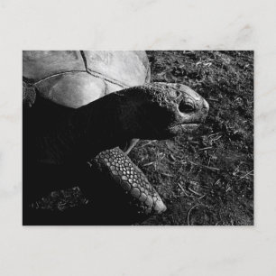 Postal Fotografía de tortuga en blanco y negro