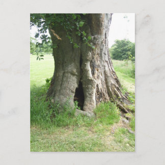 Postal Fotografía de un árbol