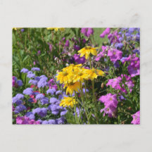 Fotografía de un montón de hermosas flores de colo